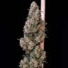 CBD Cheese купить недорого