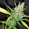 Купить семена Auto Blue Cheese
