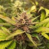Купить семена Auto Tropicana Cookies