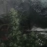 Качественные семена Auto Great White Shark