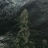 Купить семена Auto Great White Shark
