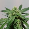 Качественные семена Auto Cream Mandarin