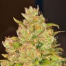 Купить семена Auto Amnesia Haze