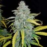 Blue Dream семена недорого
