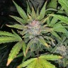 Качественные семена Auto Gorilla Cookies