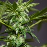 Качественные семена Auto Hindu Kush