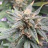 Купить семена Auto Orange Bud