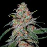 Купить семена каннабиса Auto Lemon Skunk