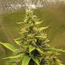 Купить семена Gorilla Glue x Amnesia