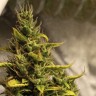Качественные семена Gorilla Glue x Amnesia