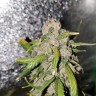Качественные семена Auto Moby Dick