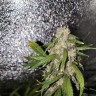 Купить семена Auto Moby Dick