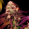 Mimosa x Orange Punch