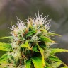 Качественные семена Auto OG Kush