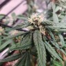 Качественные семена Auto Somango