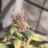 Купить семена Auto Somango