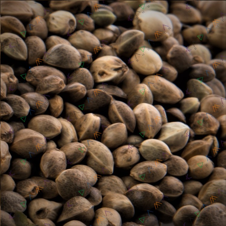 Somango