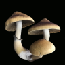Стерильные отпечатки грибов Cubensis Jedi Mind Fuck