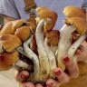 Отпечатки Cubensis Jedi Mind Fuck