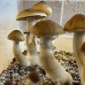 Споры Cubensis Jedi Mind Fuck