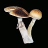 Стерильные отпечатки Cubensis Z-Strain/Z-Cube