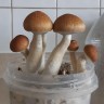 Стерильные отпечатки Cubensis Z-Strain