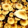 Споровые отпечатки Cubensis Z-Strain/Z-Cube