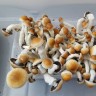 Споры Cubensis F+